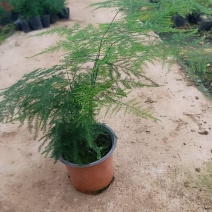 精品，双色盆文竹，基地直发可视频看货量大价优