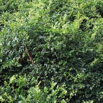 藤茶