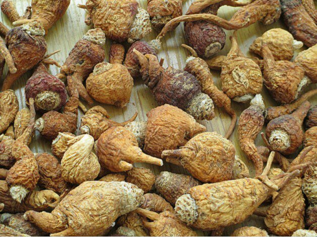 科迪勒拉黑玛卡干燥根茎与研磨粉展示