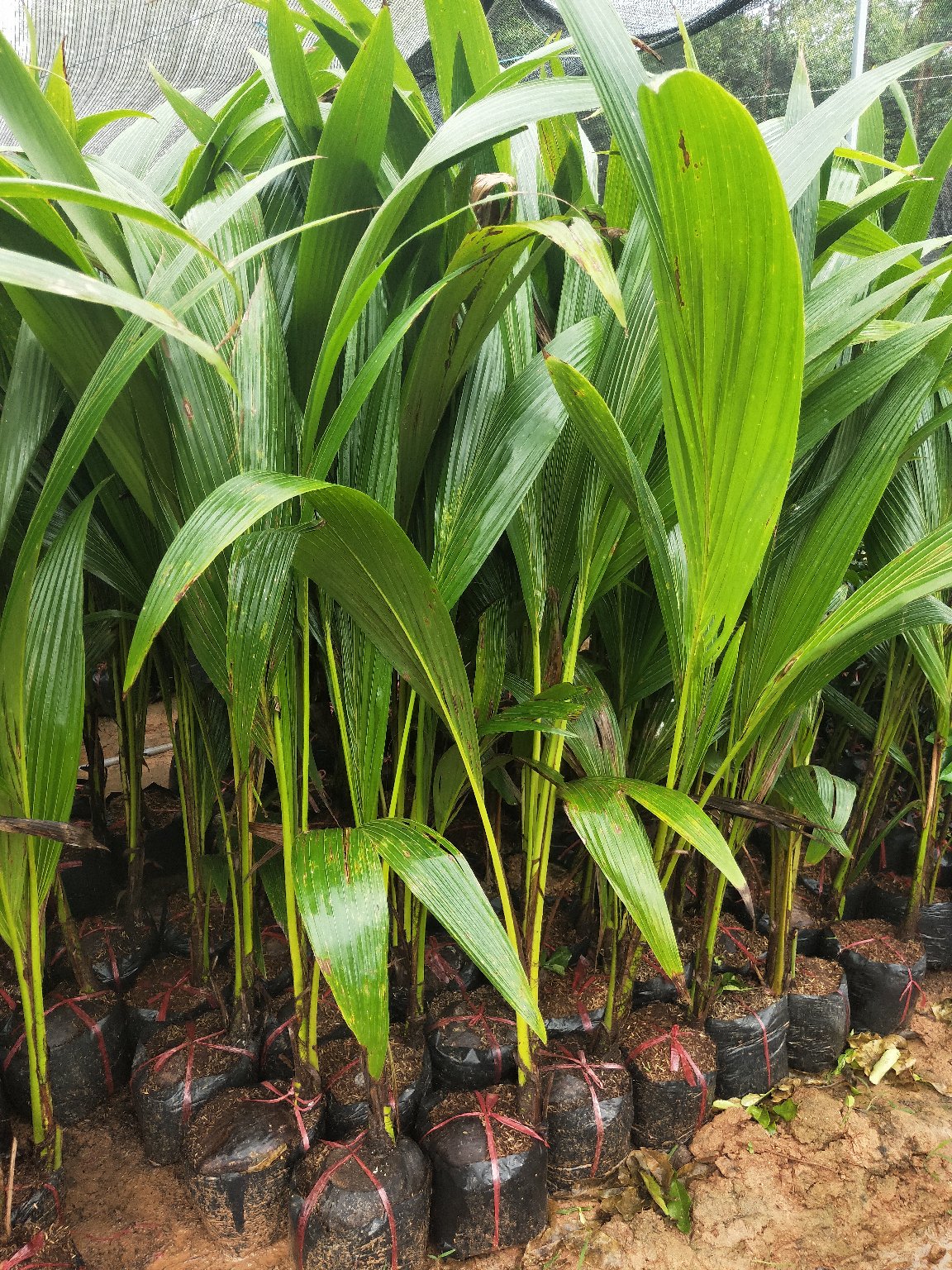 新品矮化金椰子树苗矮化青椰子树苗南北方可以种植