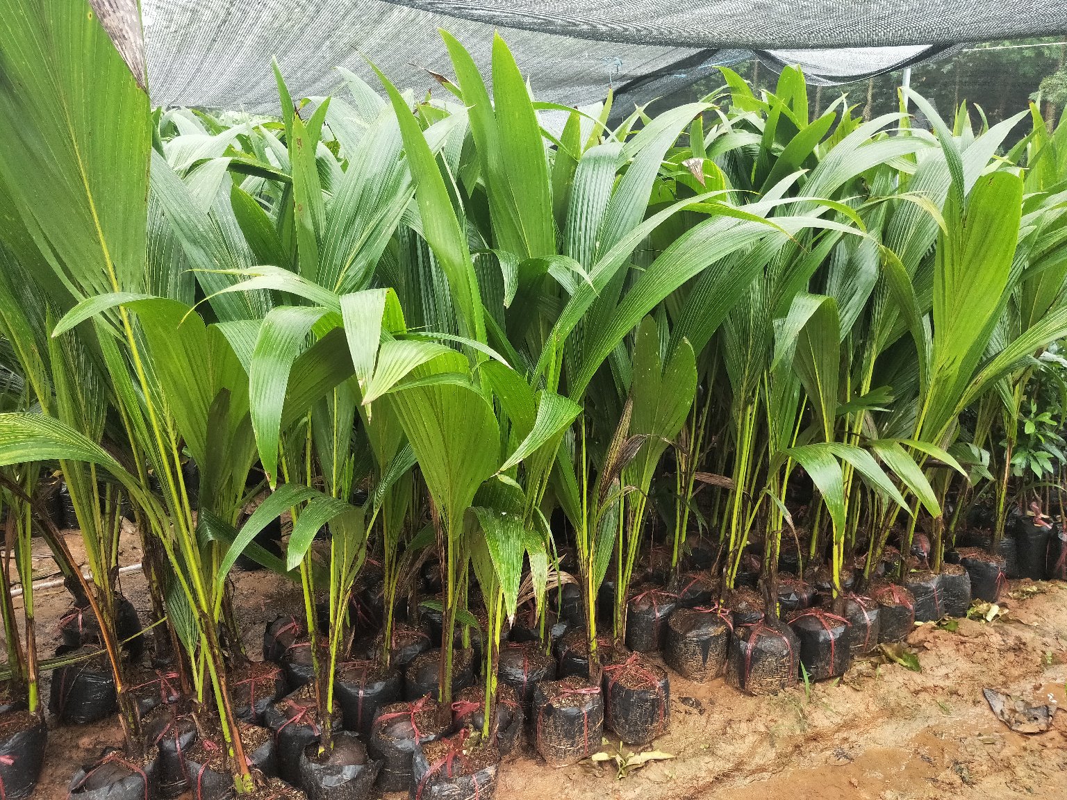 新品矮化金椰子树苗矮化青椰子树苗南北方可以种植