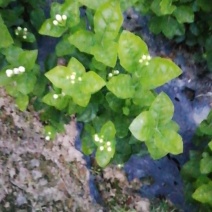 茉莉花