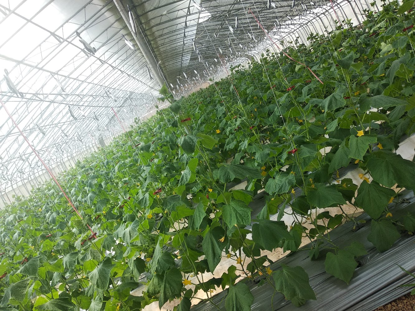 航拍视角下的小黄瓜种植基地,整齐的温室大棚与绿色农田交错分布 小黄瓜种植基地航拍图
