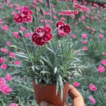 石竹彩虹石竹，五彩石竹，常夏石竹彩虹石竹美国石竹等