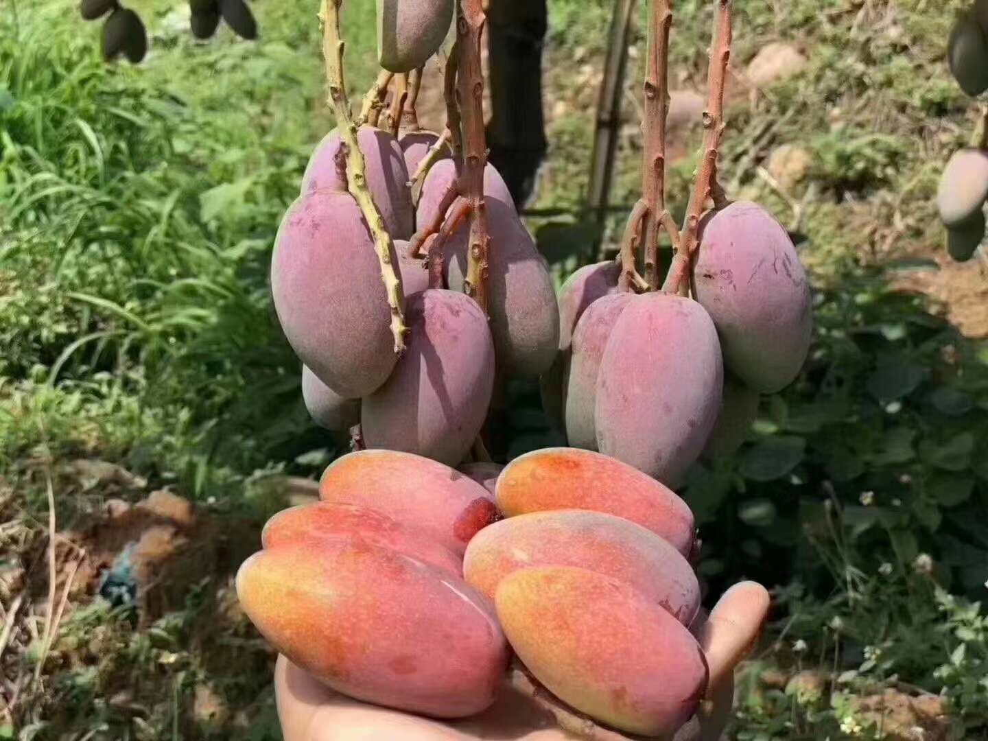 图片描述
