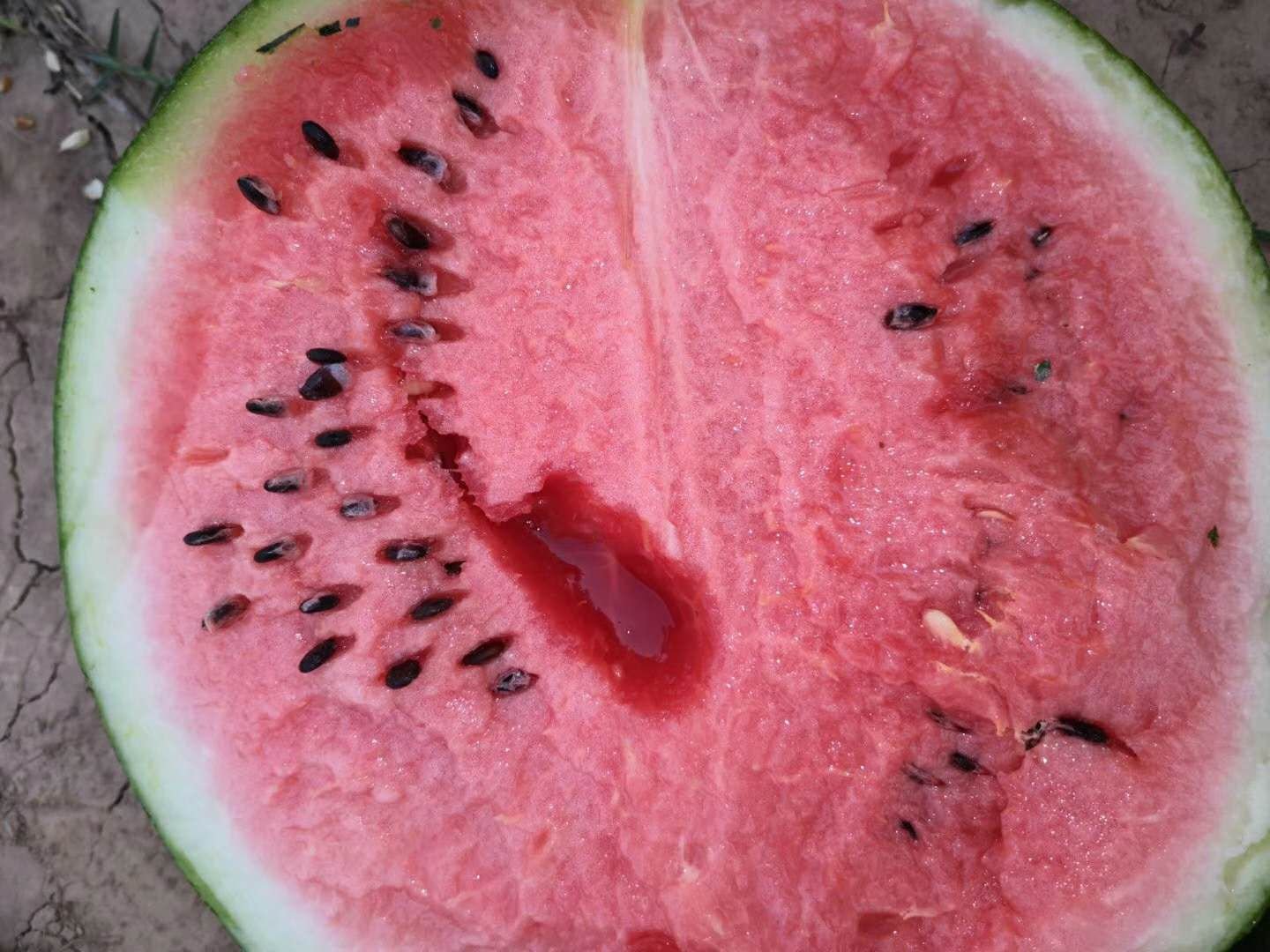 一个成熟的京欣西瓜被横向切开,露出鲜红色的果肉,中心部位颜色深红,向边缘渐变为粉红色,汁水充盈,瓜籽黑色分布均匀,果皮为浅绿色带有墨绿条纹,切面光滑,背景为自然田园环境 京欣西瓜切开特写