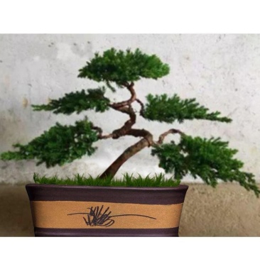 迎客松盆景盆栽松树盆景盆栽四季长青花卉植物室内室外办公桌