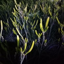 河南省灵宝鲜‘黄花菜己经大量上市，欢迎有实力的老板来收购