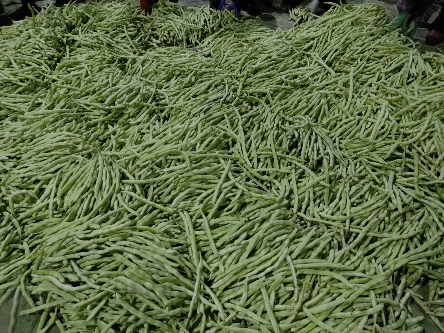 白不老豆角特写图片