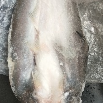 开背巴沙鱼