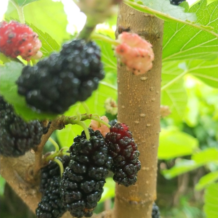 海宁白漾涧 桑树苗 果桑苗 桂花蜜,现卖现挖 嫁接苗