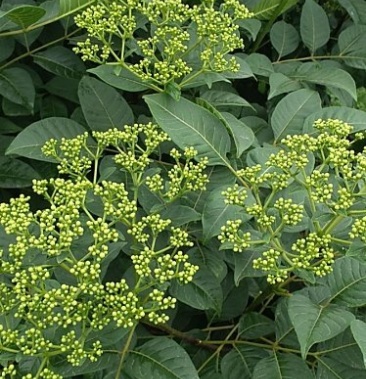 [吴茱萸批发]吴茱萸茶辣苗出售,有树枝条出售.价格3.00元/棵 - 一亩田