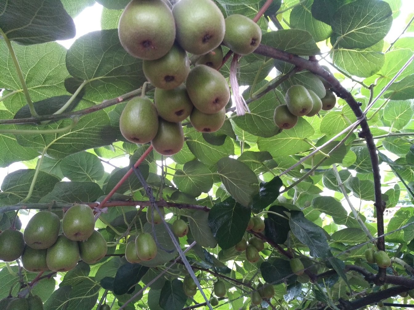 黄心猕猴桃果园实景