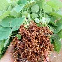 大量供应泡桐子播小苗