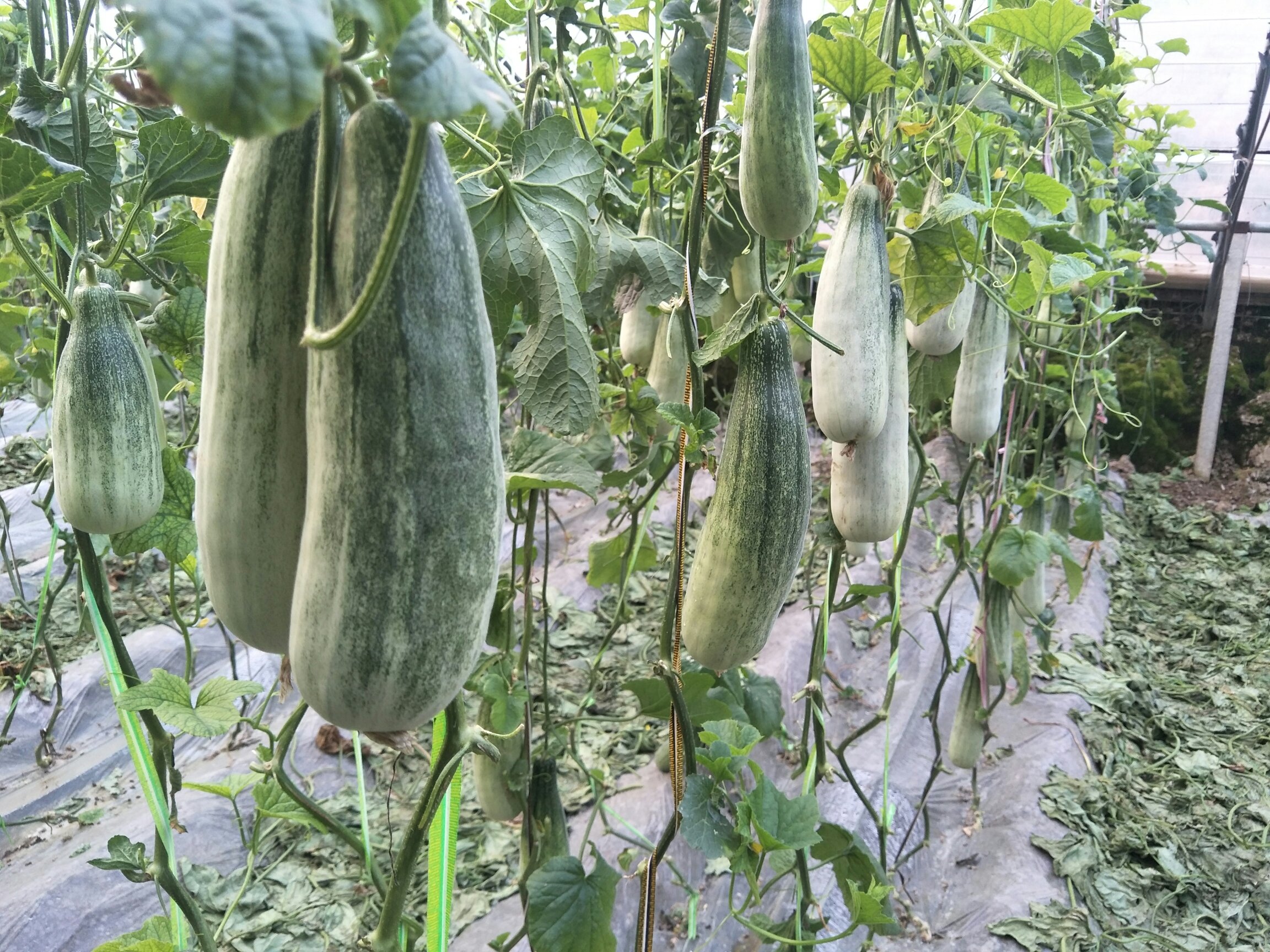 广西气候与羊角蜜甜瓜种植环境