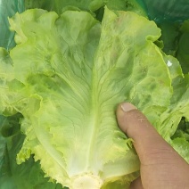 意大利生菜大量上市，专业产地代办，长期供应