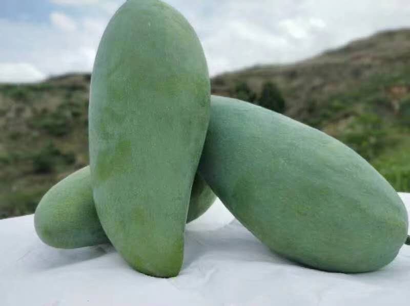 一颗表皮光滑、呈亮绿色的金煌芒放置在木质桌面上,旁边有一把水果刀正在切开果实,露出内部金黄色的果肉,汁水饱满,背景为田园果园环境,阳光柔和 金煌芒整果与切开展示