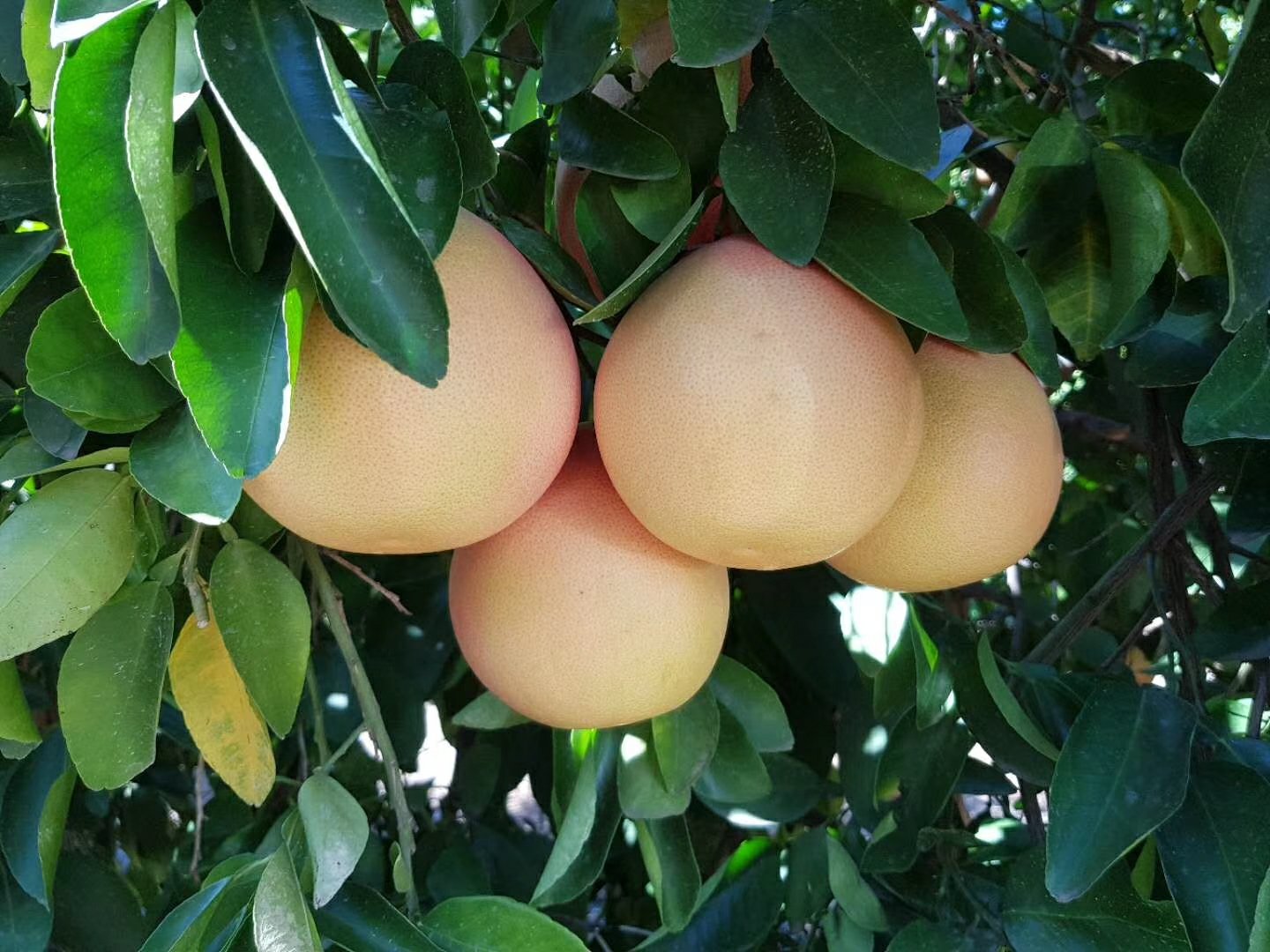 近距离拍摄的葡萄柚幼苗,叶片翠绿有光泽,茎干直立健壮,根部土壤湿润疏松,周围无杂草竞争,显示出良好的生长势态,背景模糊体现聚焦主题 葡萄柚幼苗健康生长状态特写