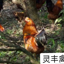 文昌土鸡苗，.包打疫苗，包运输成活...承诺货真价实