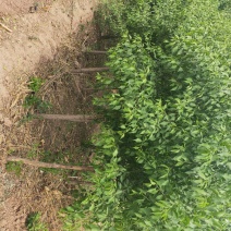 大量出售大田定植华北卫矛球，又名丝绵木球，地径3-8公分
