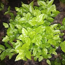 茉莉花