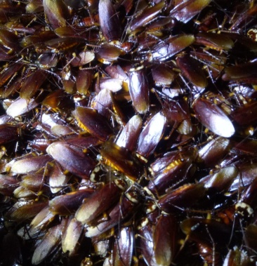 [蟑螂批发]美洲大蠊(活体,各种规格)价格60.00元/斤 - 一亩田