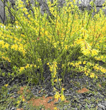 [连翘树批发]陕西丛生连翘,营养钵,连翘价格0.90元/棵 - 一亩田