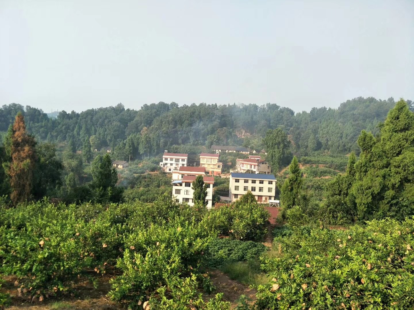 安岳柠檬果园航拍全景