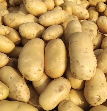 内蒙大土豆大吨位批发质量好便宜一天一挂