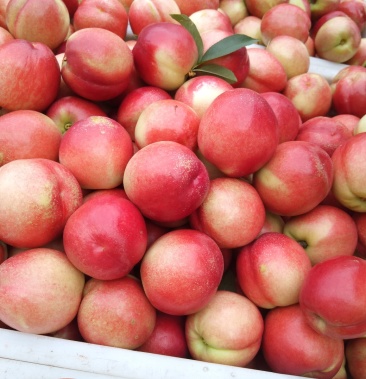 中油16油桃,中油15,中油九号,中油白肉油桃,诚信经营