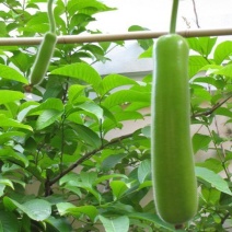 瓠瓜大量上市