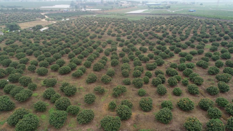 荔枝园航拍全景