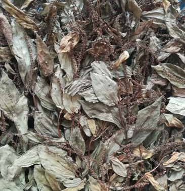 三白草晒干一白二白草中药材