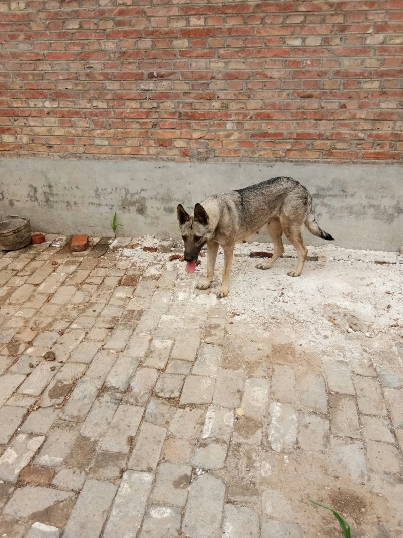 河北狼青犬养殖基地图片