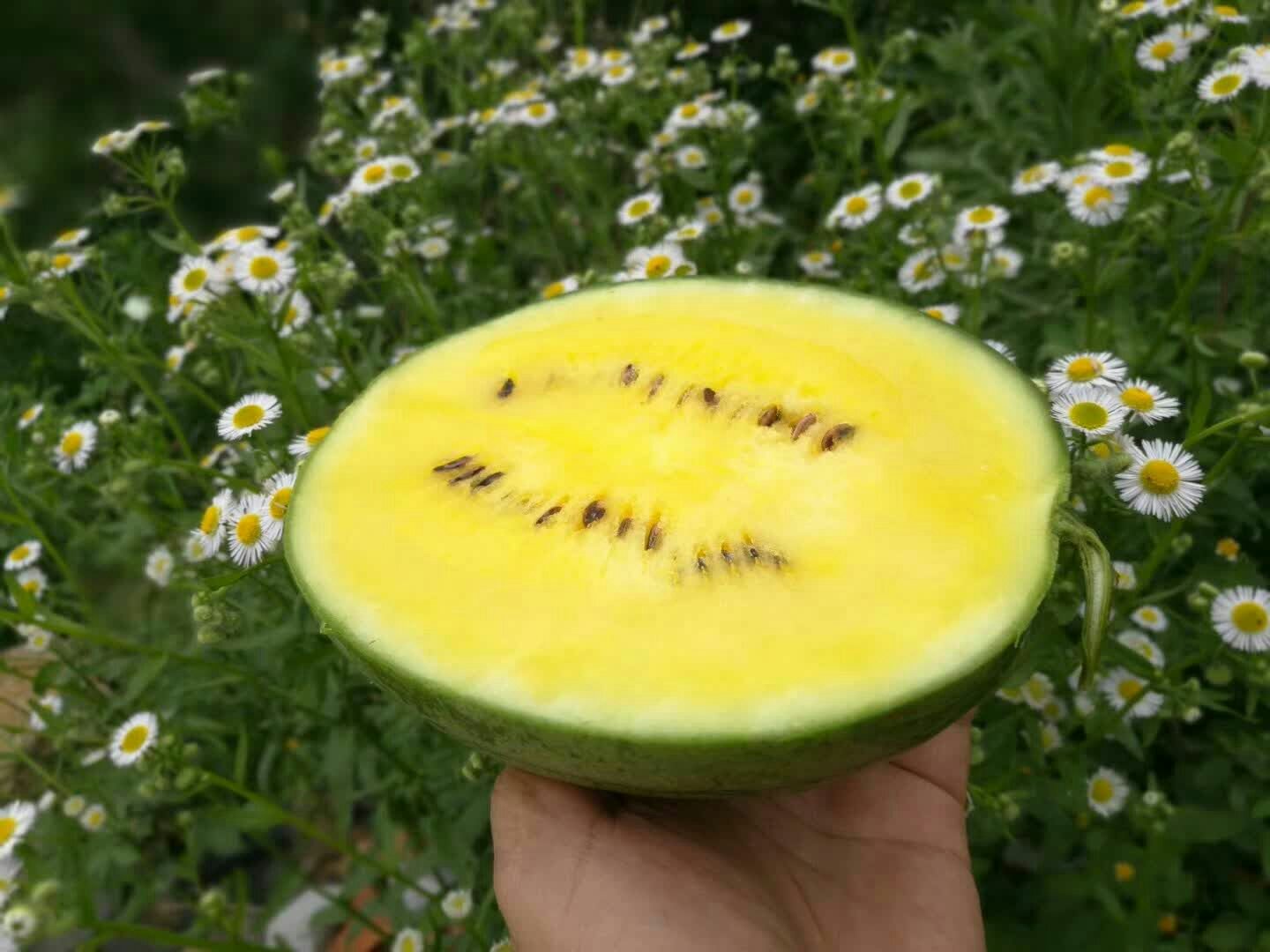 一个被横向切开的特小凤西瓜,露出明亮的金黄色果肉,汁水微微渗出,黑色小籽零星分布,背景为白色瓷砖厨房台面,旁边有一把不锈钢水果刀,强调其果肉色泽与多汁特性 切开的特小凤西瓜横截面
