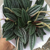 红天使盆栽基地直发