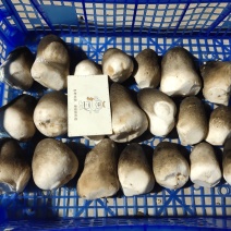 草菇