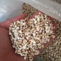 大薏米，小薏米！49.5斤真空包装！量大从优！