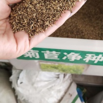 菊苣种子四季常青将军菊苣牧草种子高蛋白牧草