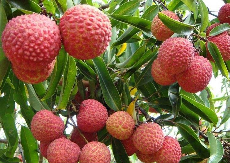 一簇新鲜采摘的桂味荔枝挂在枝头,果实呈淡红色带绿色斑点,果皮有明显的刺状突起,背景为翠绿的荔枝树叶,在阳光照射下显得晶莹剔透,充满夏日果园的气息 桂味荔枝特写