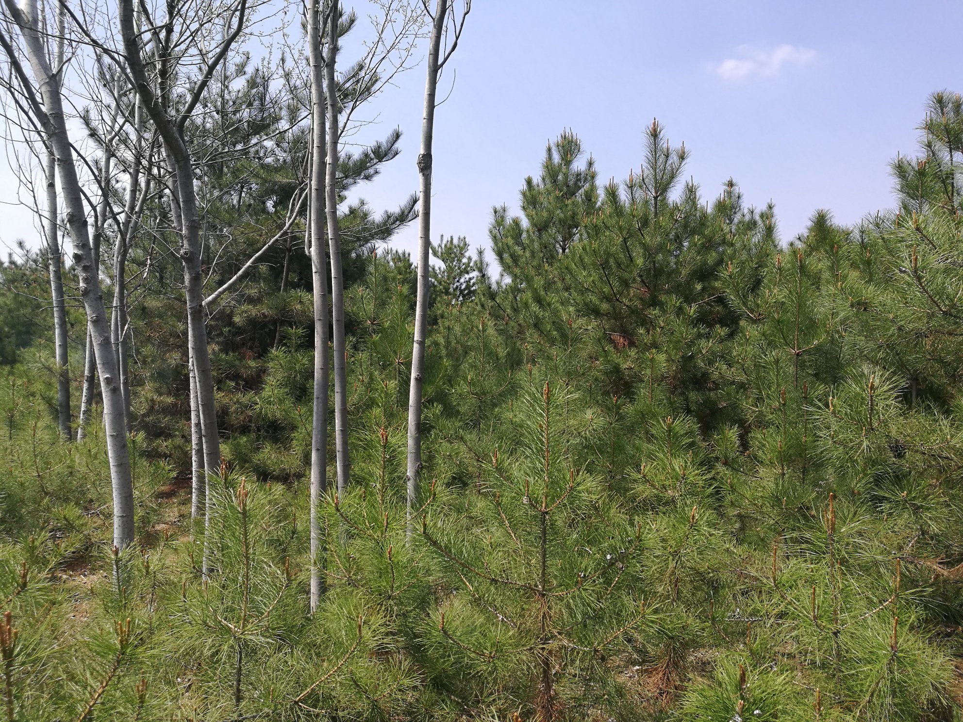 油松林在阳光下