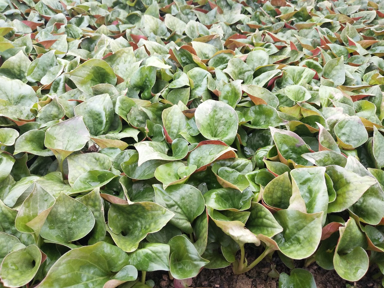鱼腥草植株特写