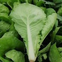 快菜