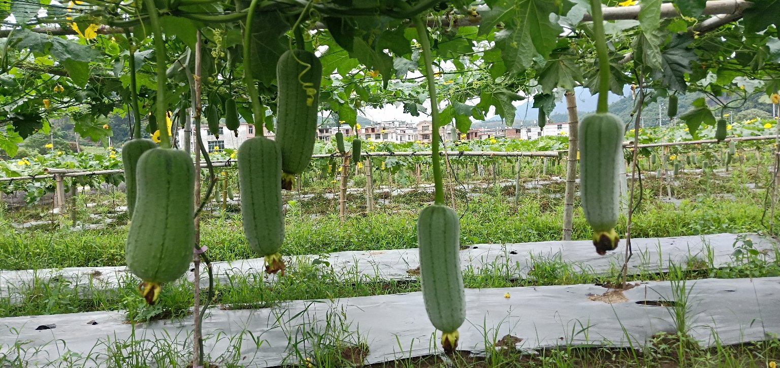 丝瓜植物特写