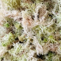新鲜野生水苔，干产品，需要的朋友甩单过来