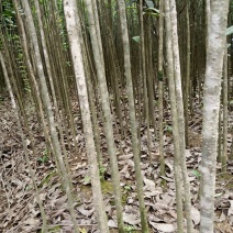 桂花树苗规格齐全现挖现发苗圃直供桂花迷苗