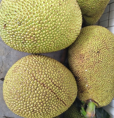 精品菠萝蜜,珍珠菠萝蜜.大量精品上市了.