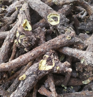 2021年中药材优质精选大黄芩枯芩无硫新货黄芩片