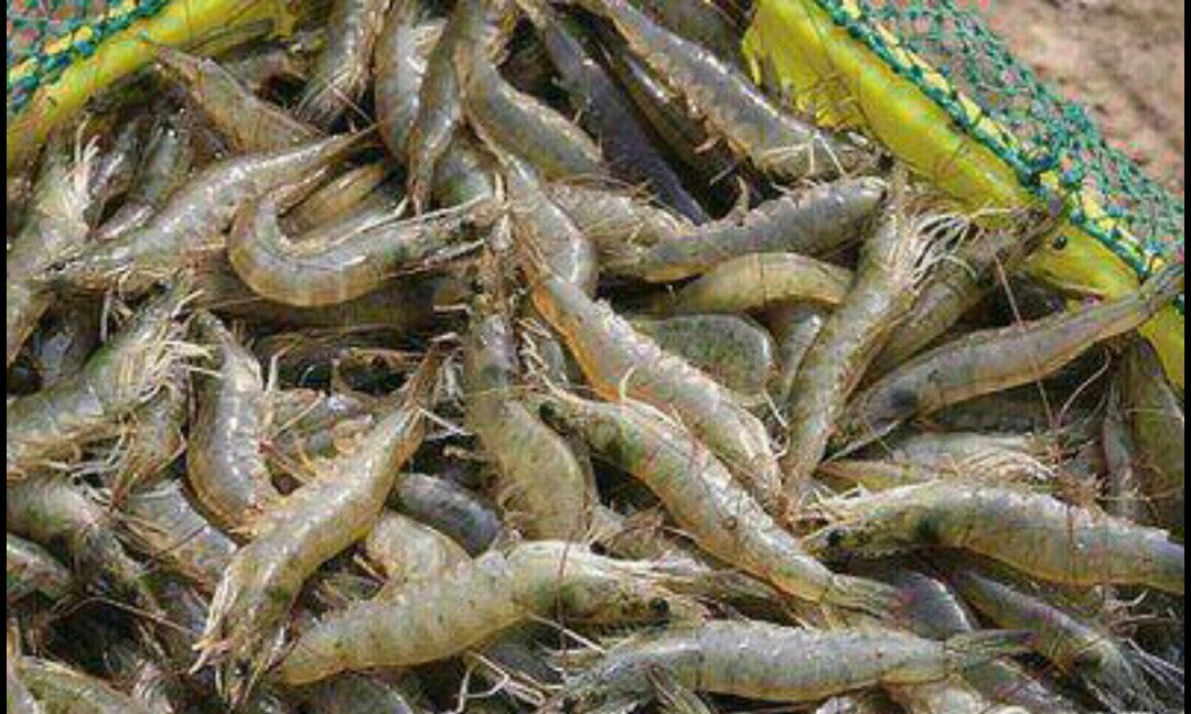 市场中正在售卖的鲜活对虾