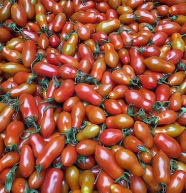 丹东409小柿子产地直销全国各地发货有需求的老板联系